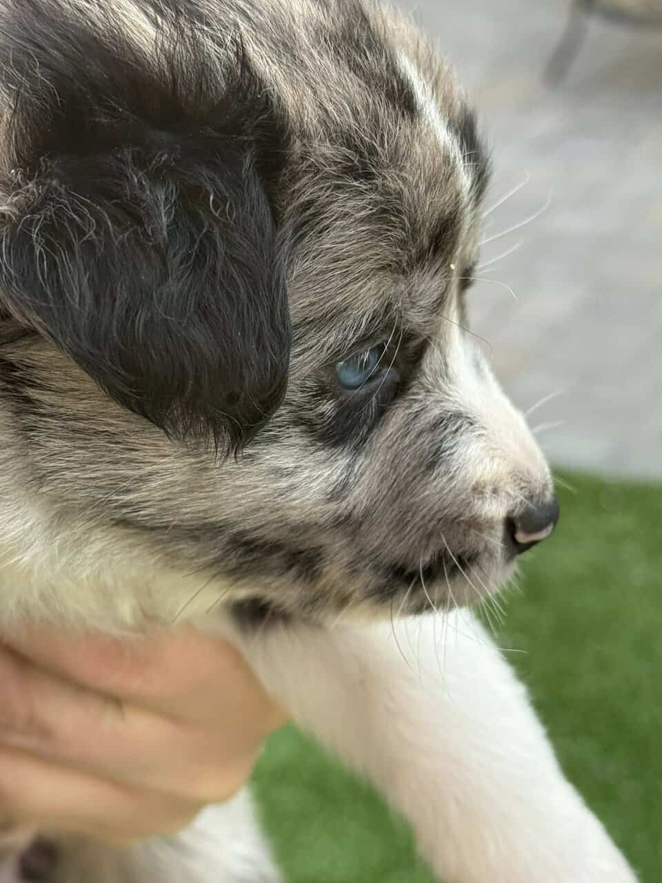 Great Pyrenees × Australian Shepherd × Lab Puppies image 4