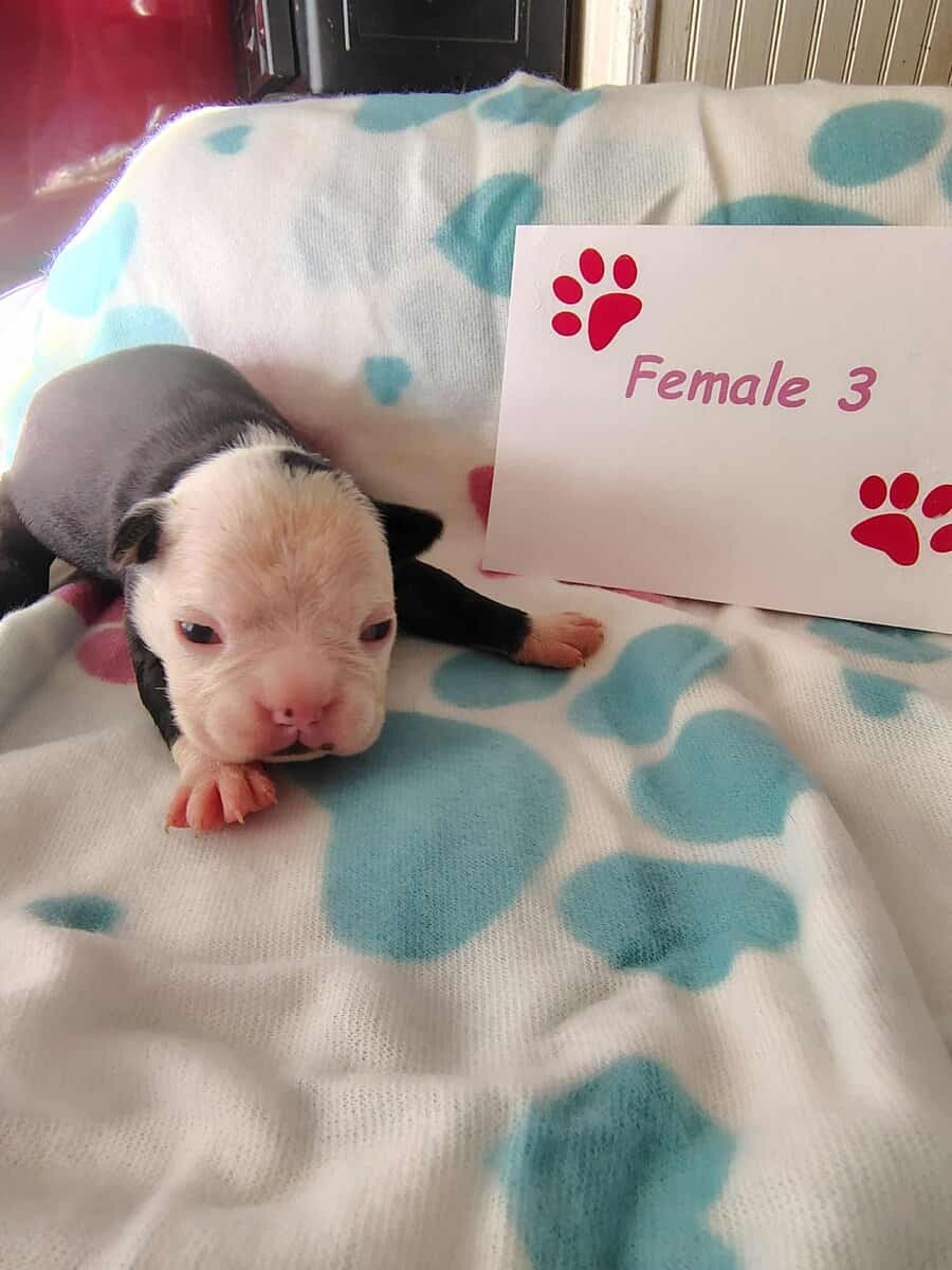 Boston terrier puppies image 1