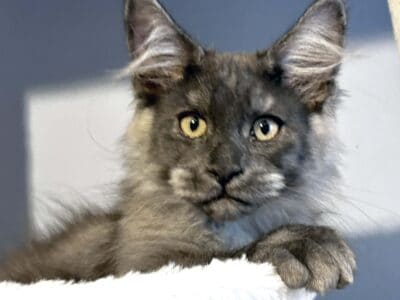 Purebred Maine Coon Kittens