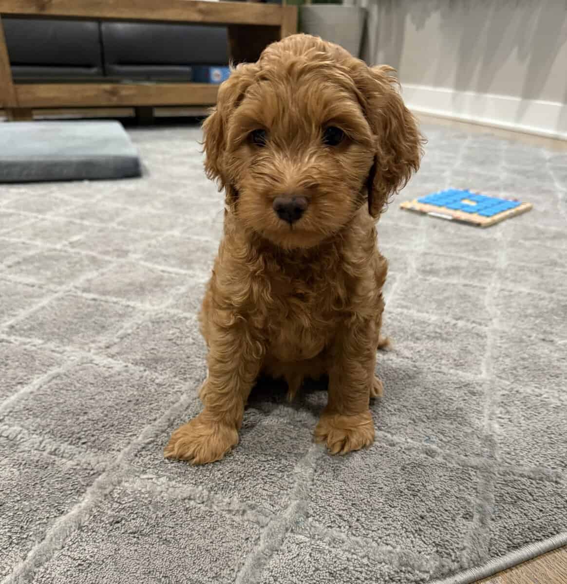 Cockapoo pupies image 1