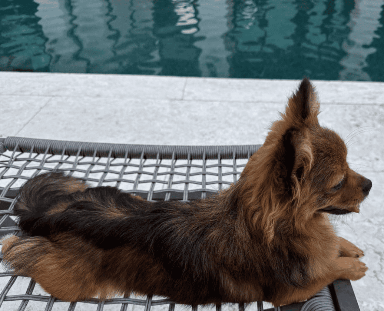 UKC, Purebred Mi-Ki Neutered Young Adult Male image 6