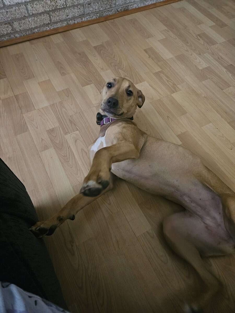 Rehoming a Beautiful Black Mouth Cur image 2
