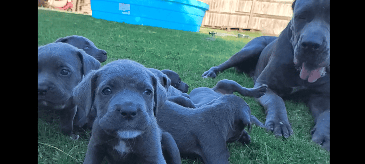 🐾 Cane Corso Puppies — Blue & Grey 💙 image 7