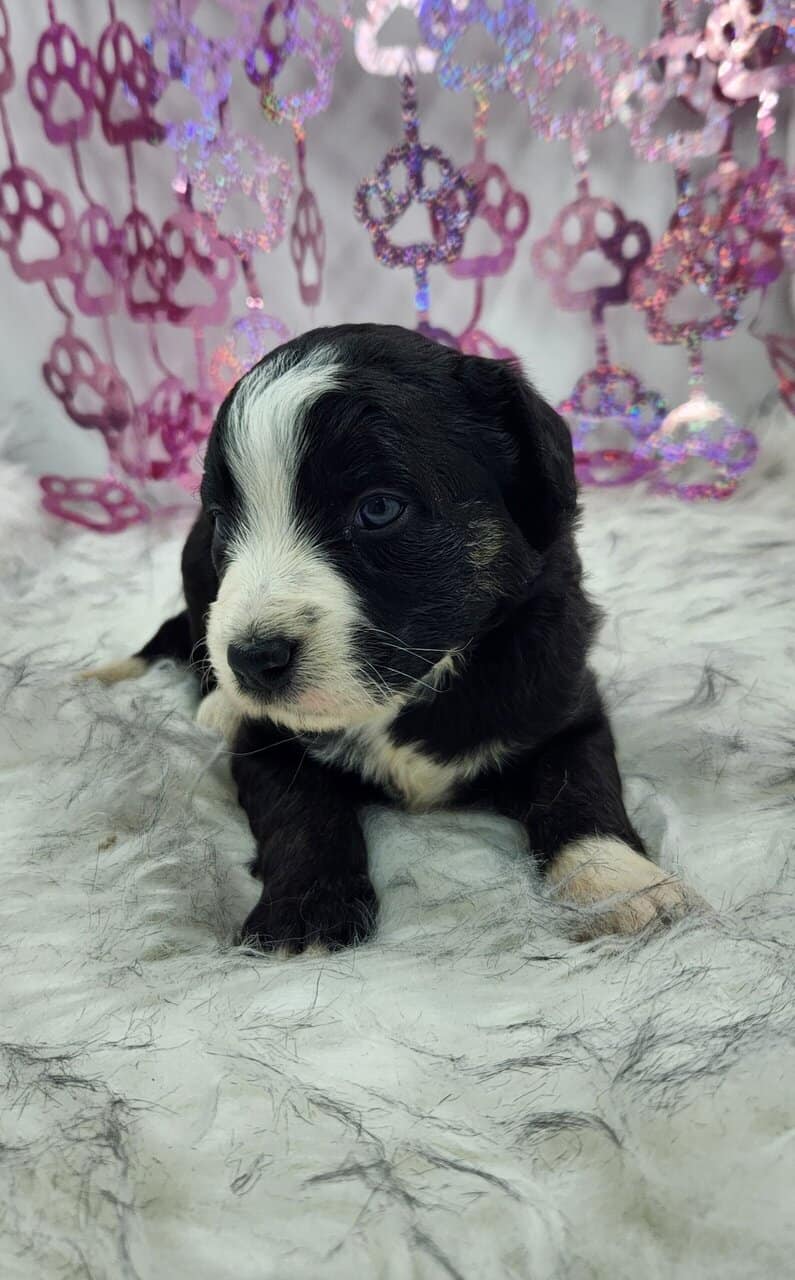 6 Mini Aussidoodles image 10