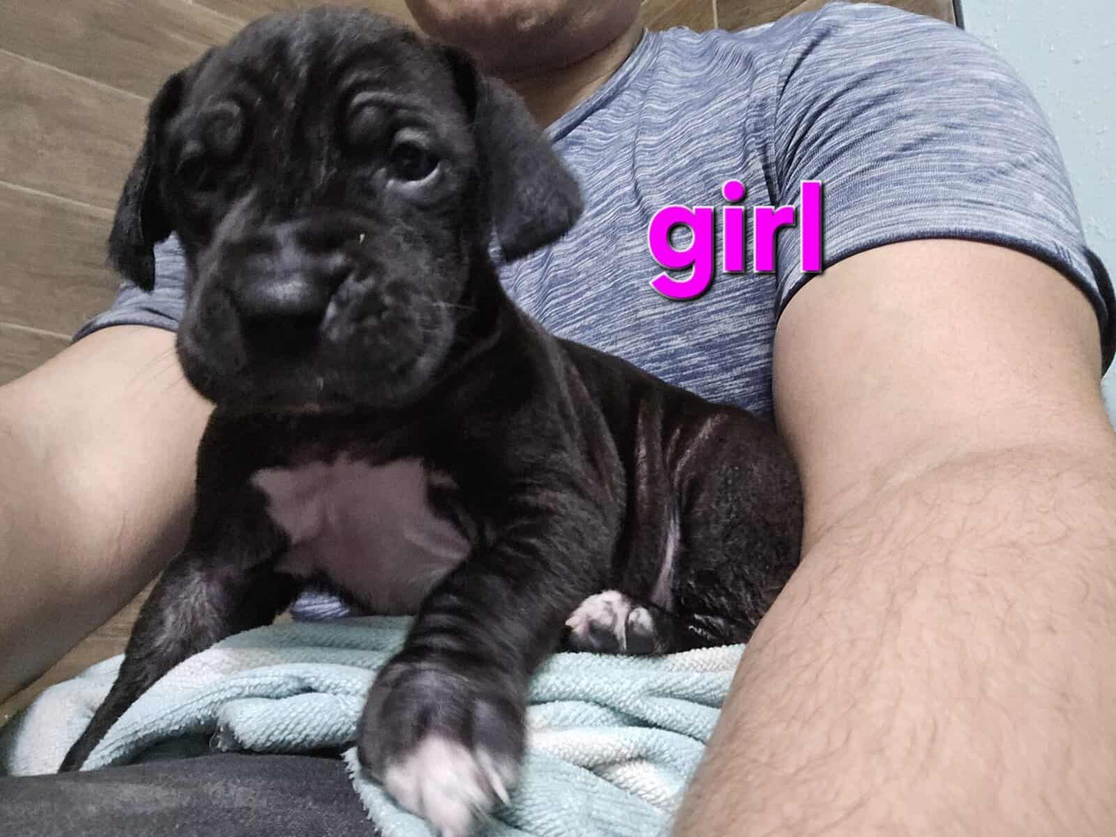 Great Dane puppies image 4