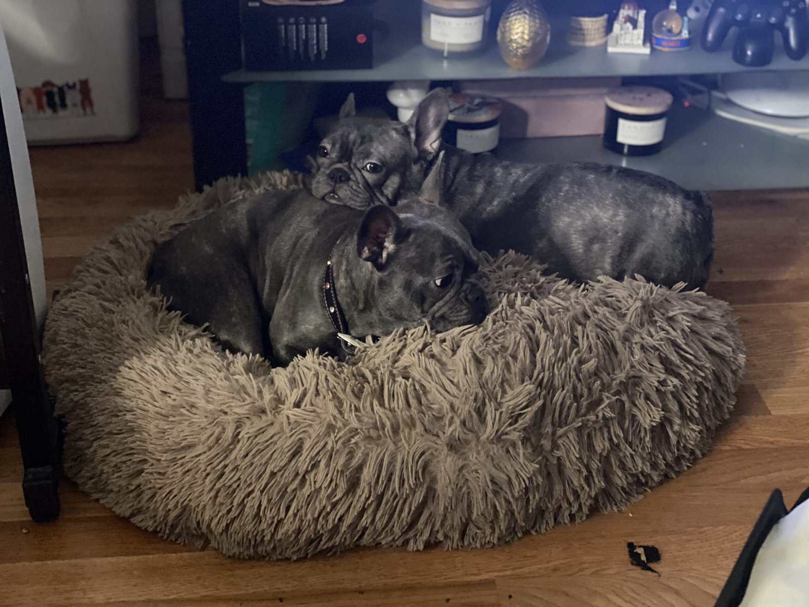 Female frenchie needs home image 1