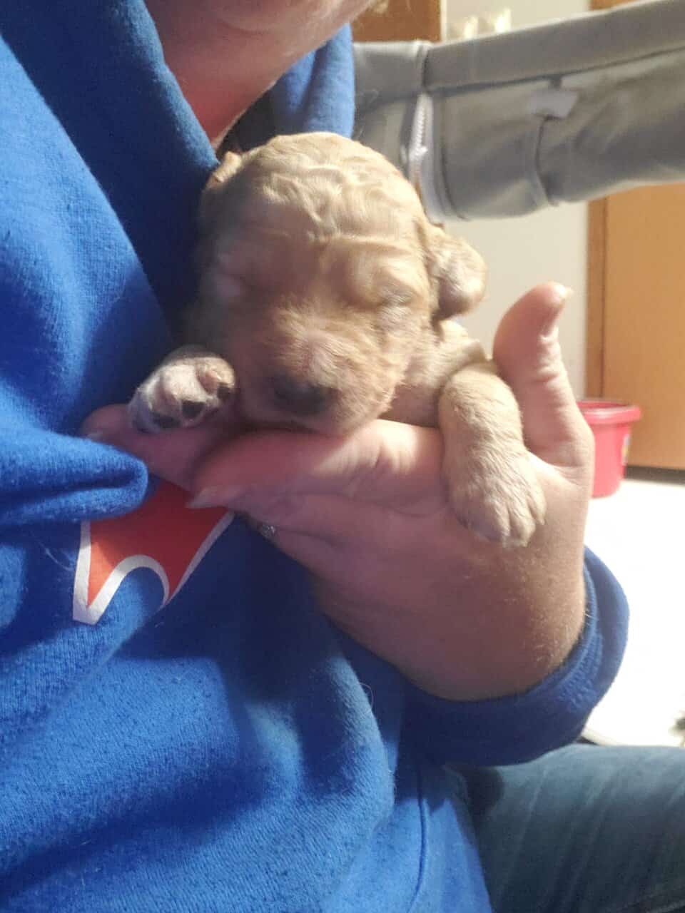 Goldendoodle puppies image 1