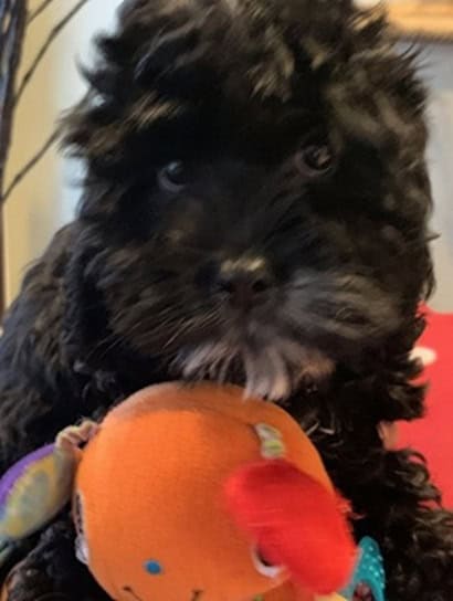 Gorgeous CockaPoo's Females Black w White Markings image 2