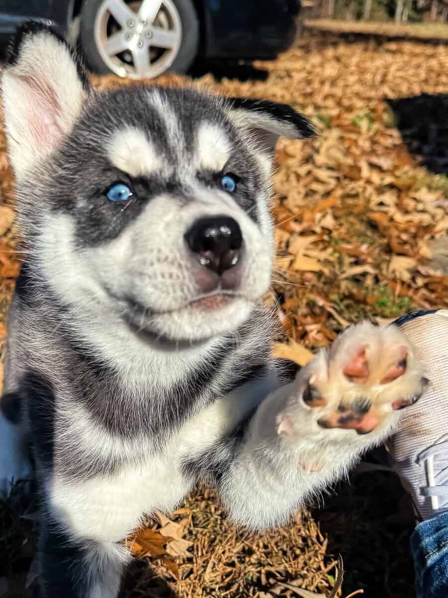Siberian husky image 7