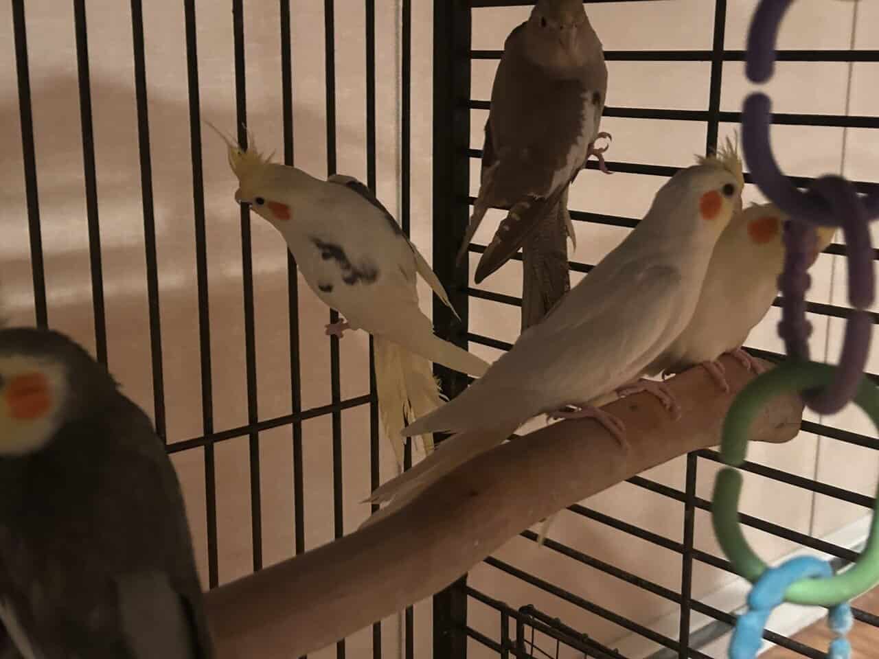 Cockatiel for sale image 6