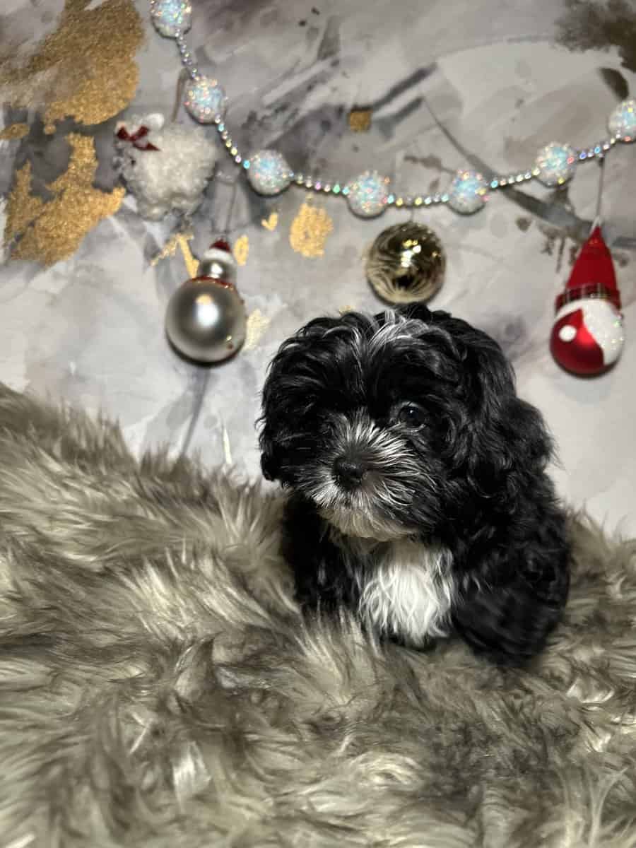 Morkie Female pups image 4
