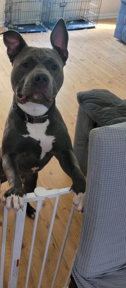 Male American Bully to good home ASAP image 5