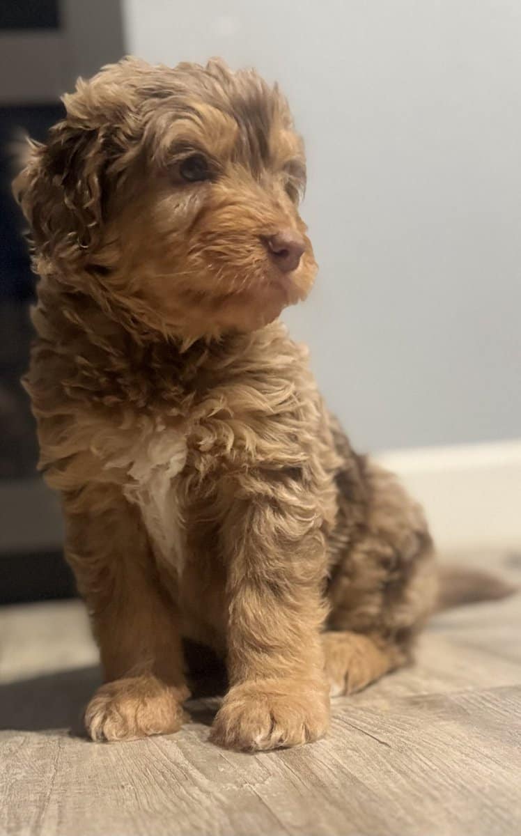 Bernedoodle female image 3