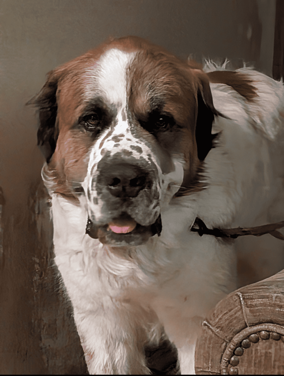 Saint Bernard/ Great Pyrenees puppies for sale. image 2