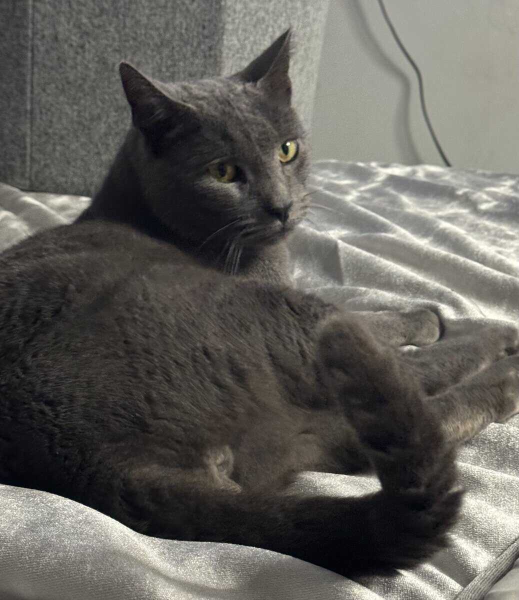 KitKat aka Mojo image 3
