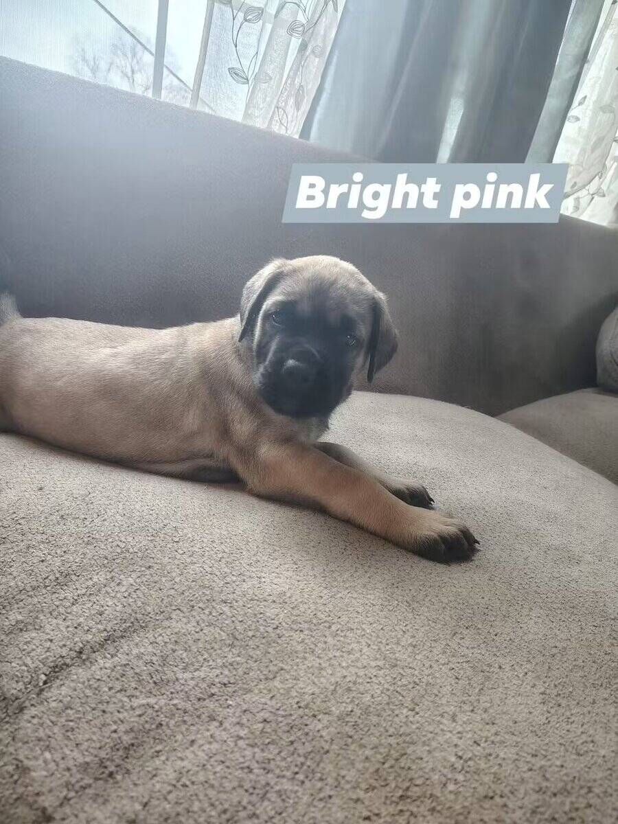 English Mastiff puppy image 4