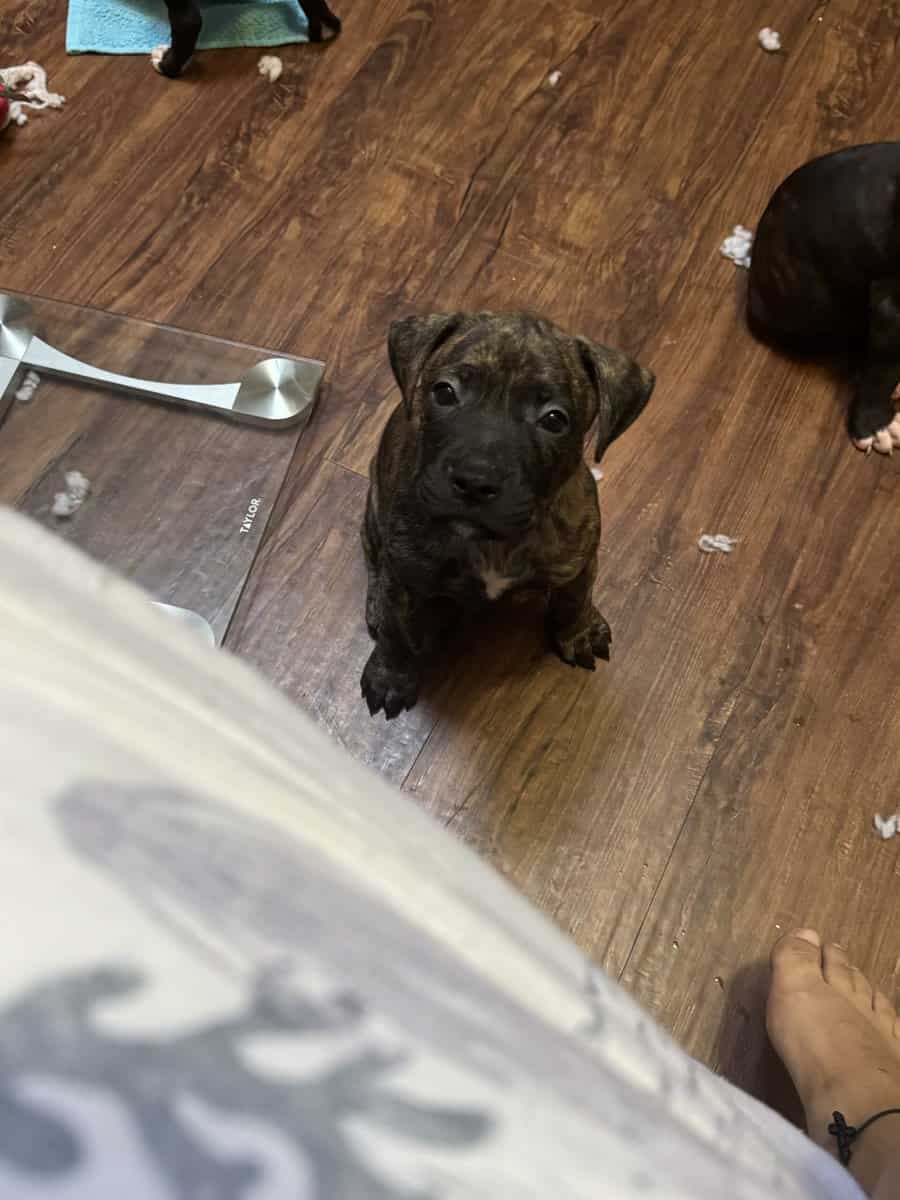 Pitbull Puppies image 10
