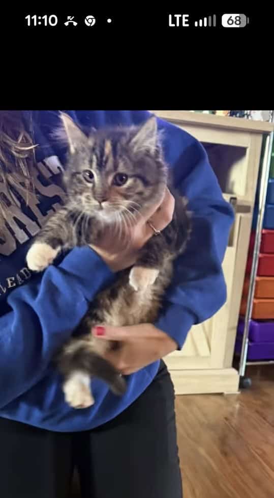 Sullivan County, Dushore PA Free Kittens image 1