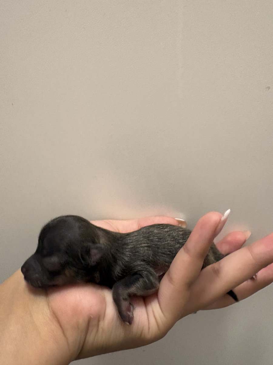 Pomeranian pups image 1