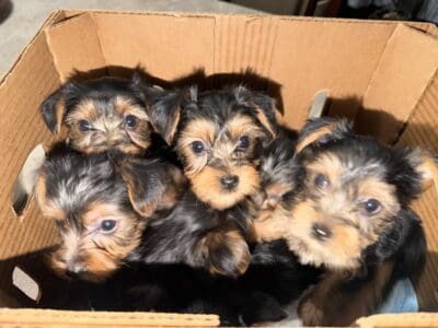 Yorkie puppies near Chicago, no deposit.
