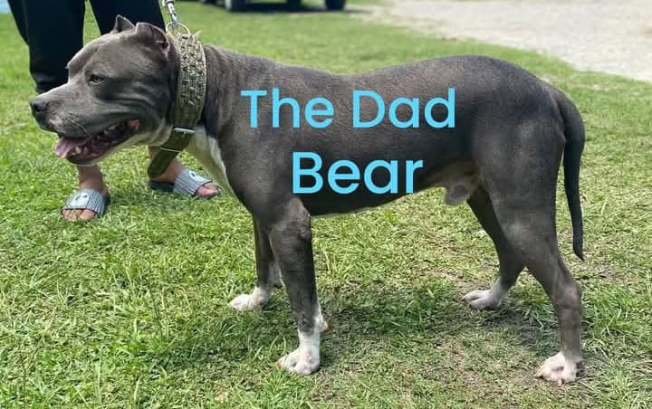 American Pitbull terrier w papers image 6