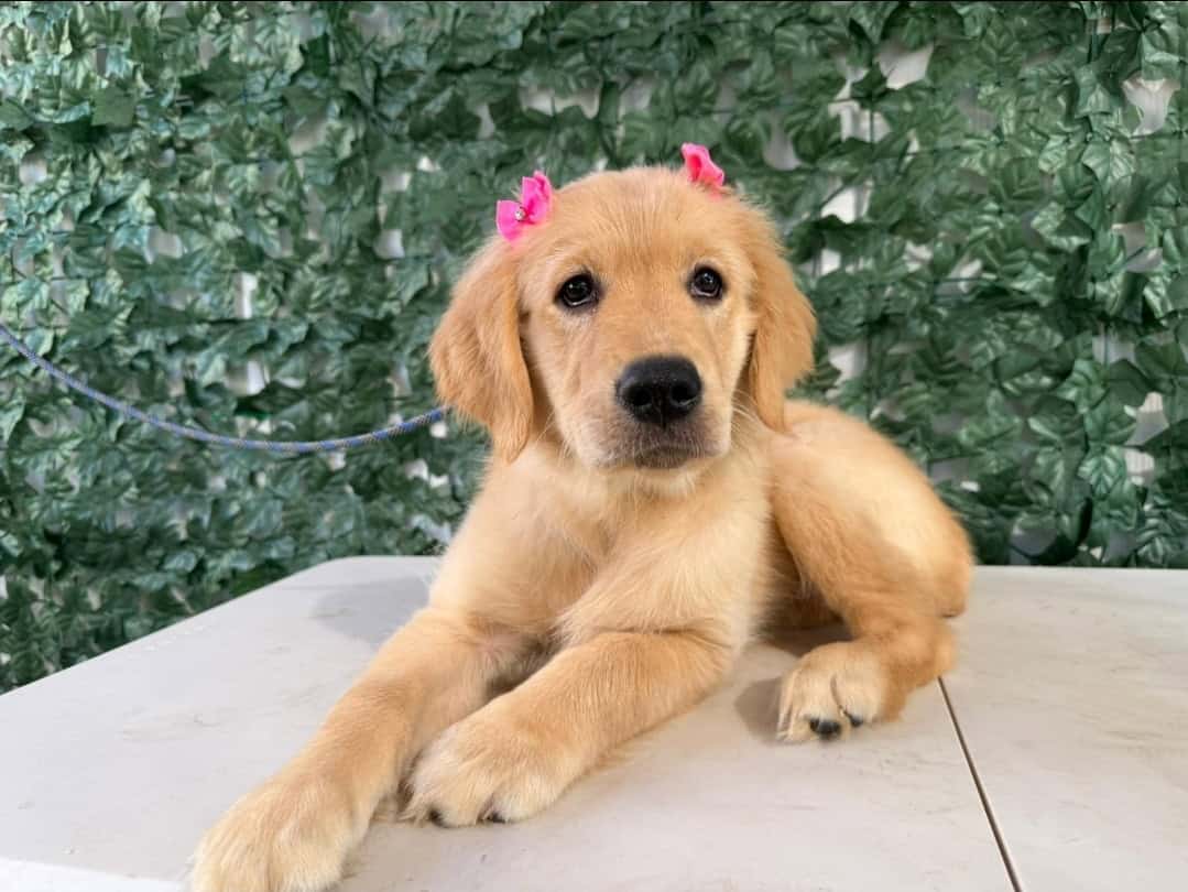 Golden retriever puppies image 8