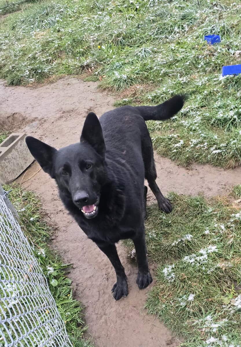 5 YO German Shepherd AKC image 1