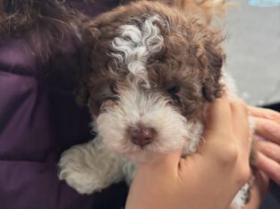 Toy Poodle Puppies, absolutely adorable