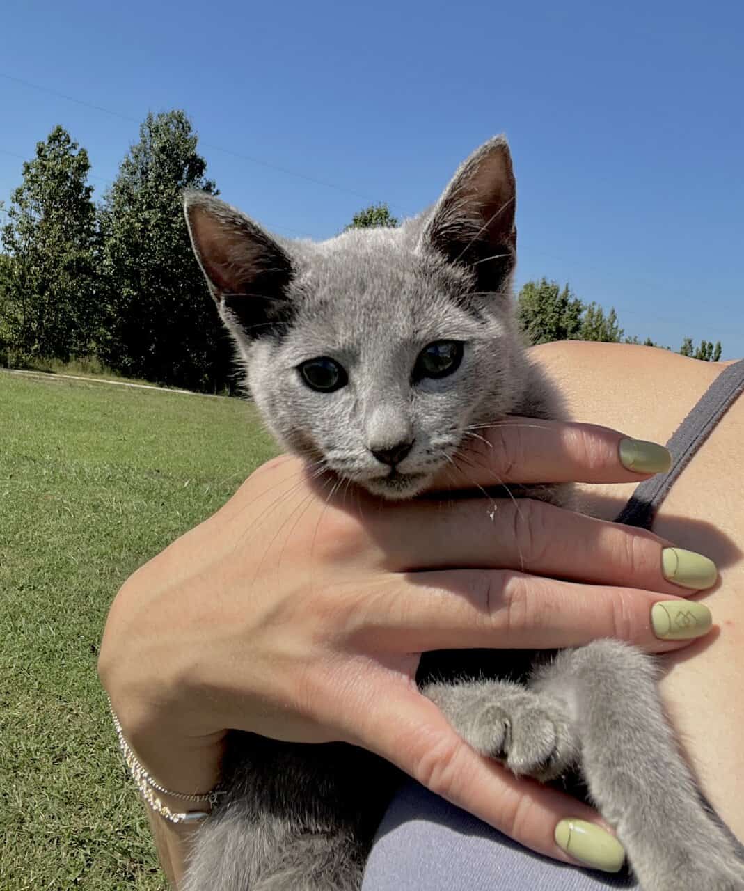 Russian Blue Kitten image 2