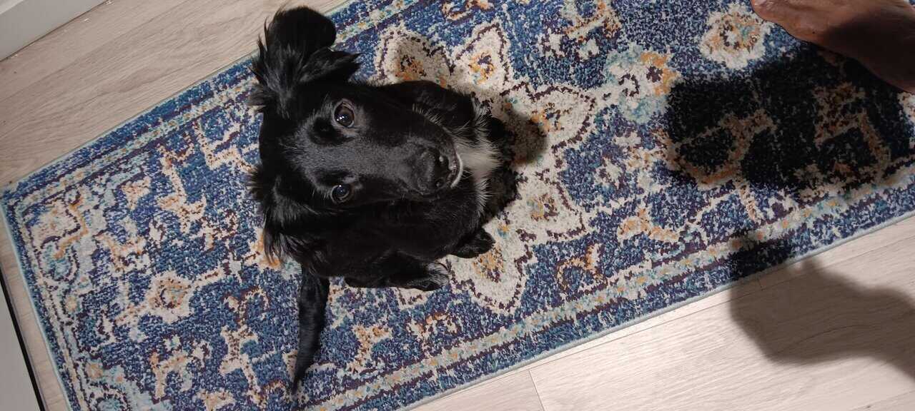 Cockapoo Labrador mix puppy image 6