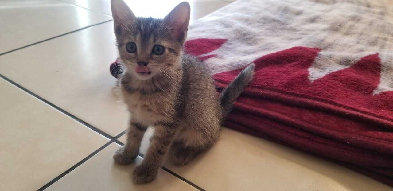 Kittens for sale! image 4