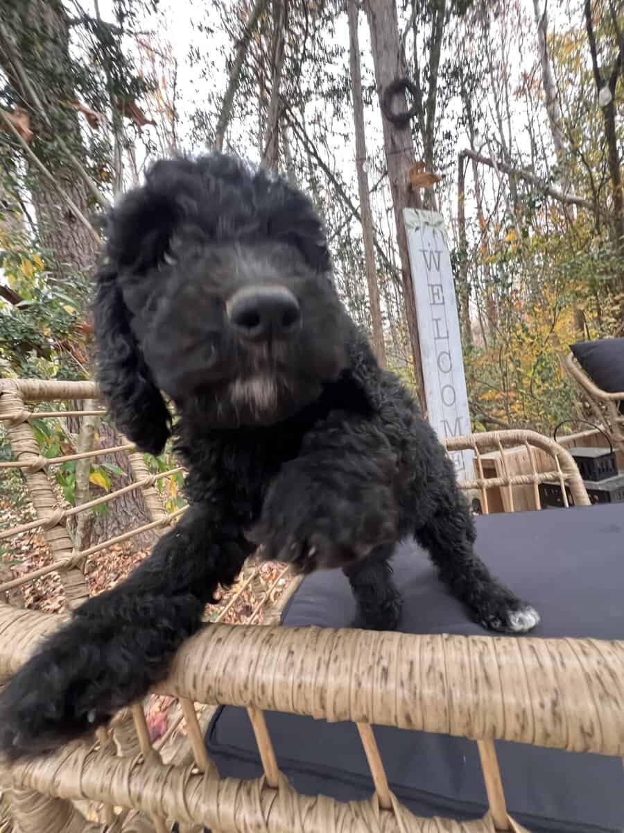 Medium goldendoodle puppy image 5