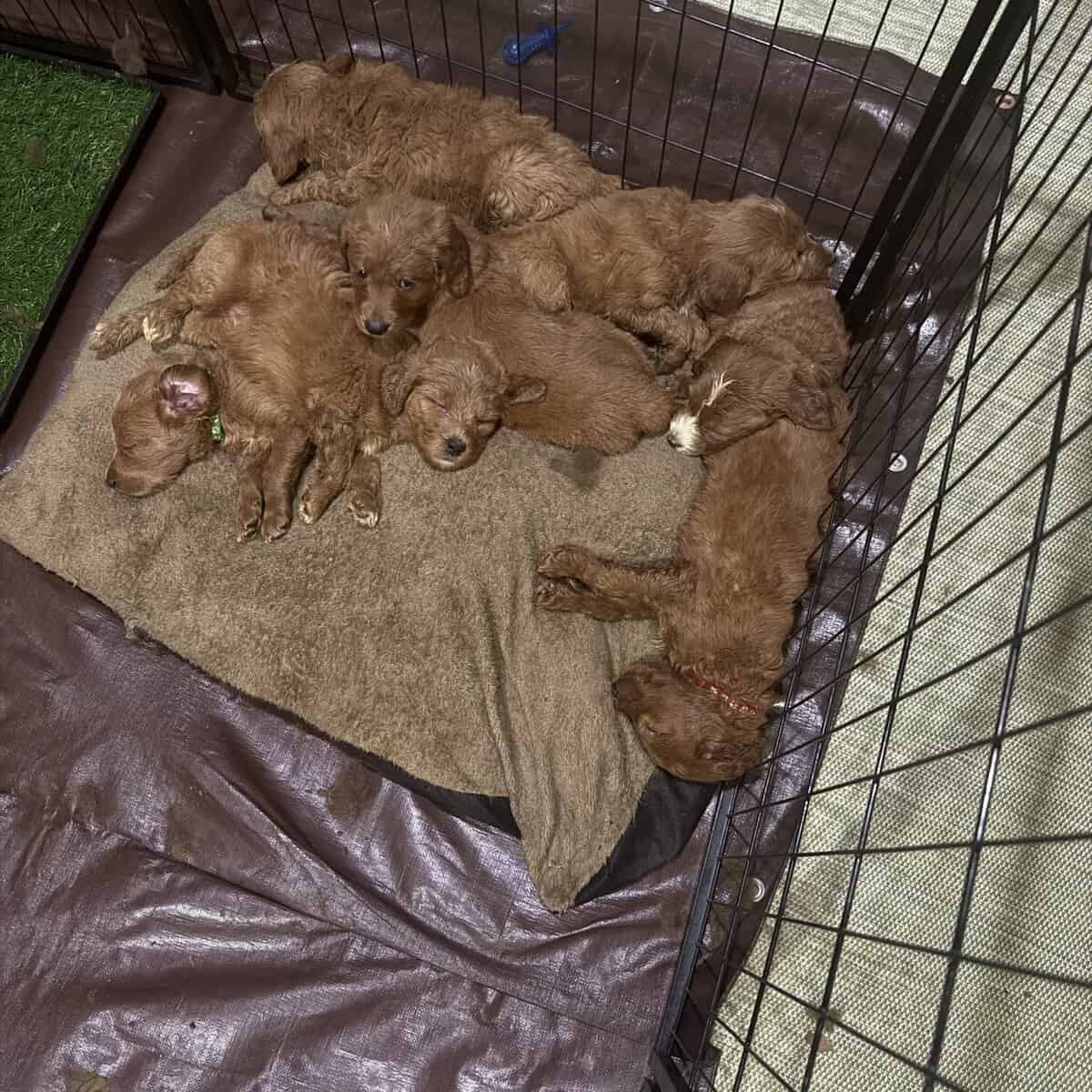 Litter of 7 Teddy Bear like Goldendoodles image 8
