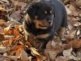 Rottweiler Pups Ready for Christmas 9 weeks old