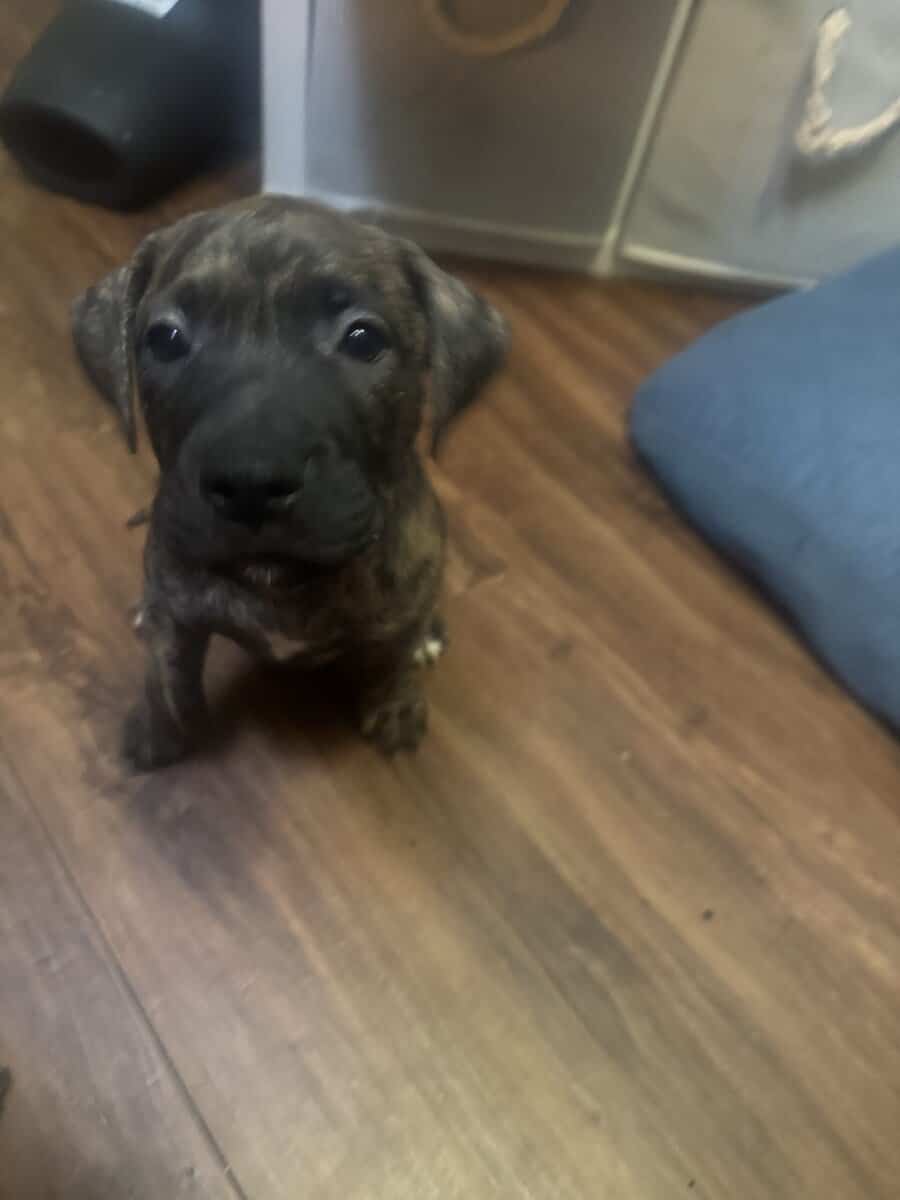 Pitbull Puppies image 18