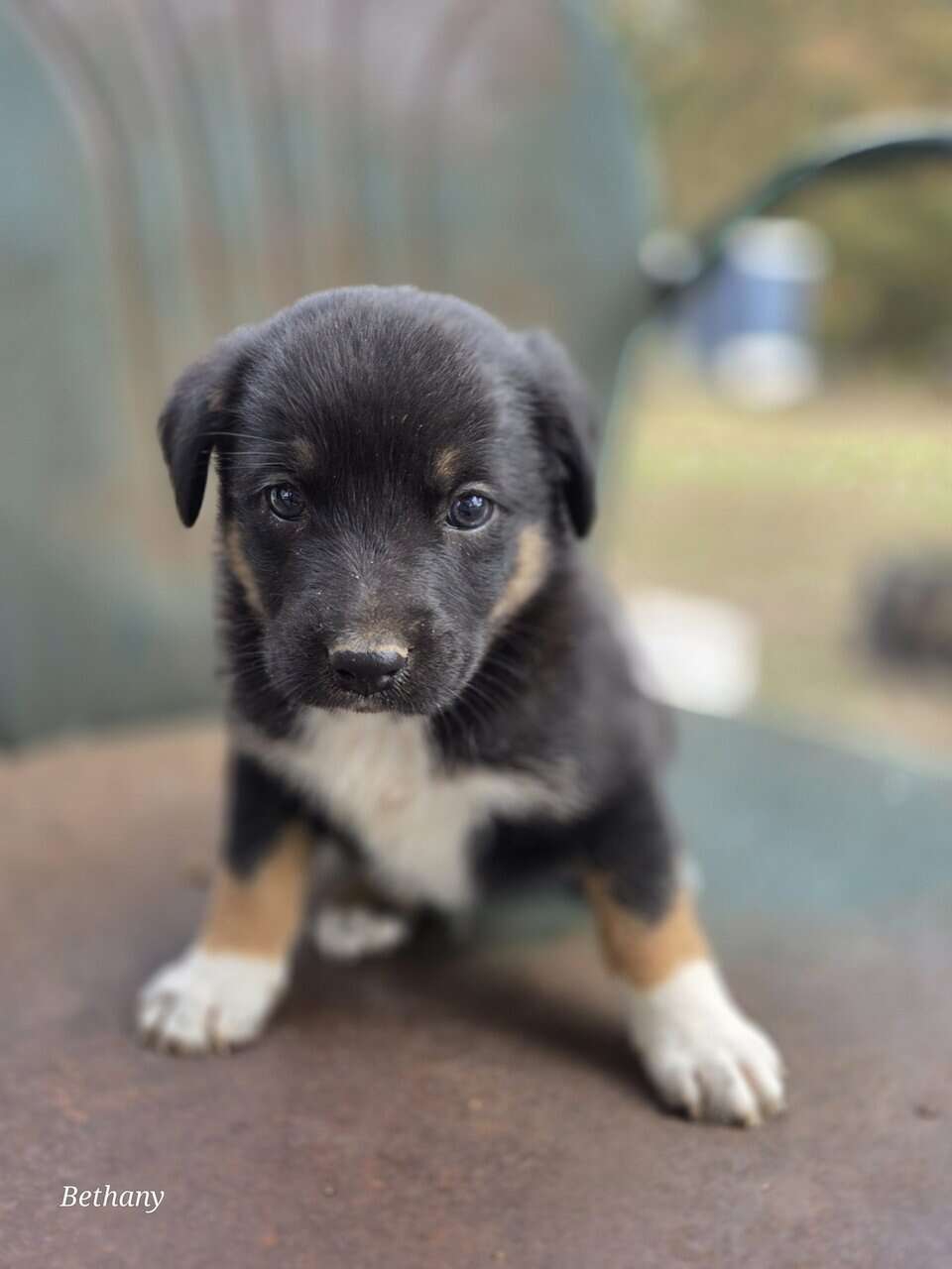 German Shepherd/Aussie X image 2