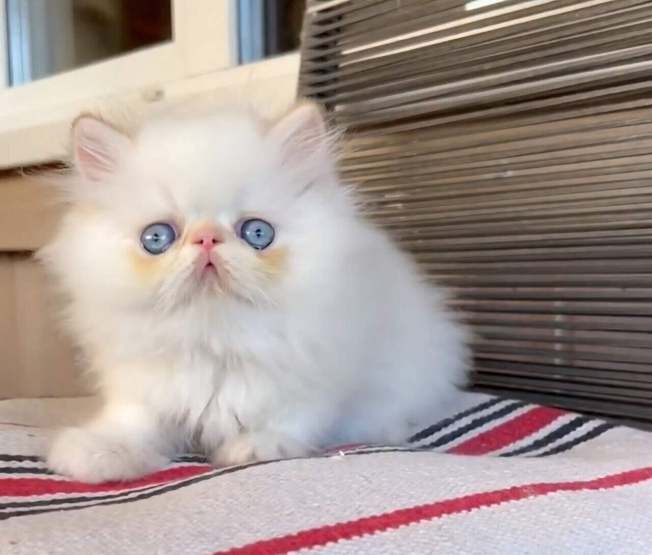 Himalayan Persian Kittens image 3