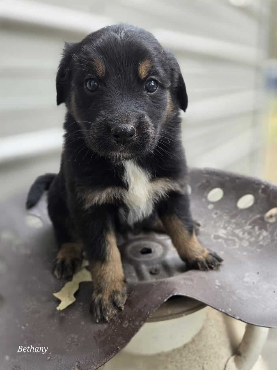 German Shepherd/Aussie X image 5