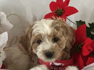 Amazing sweet lovable puppies available now!