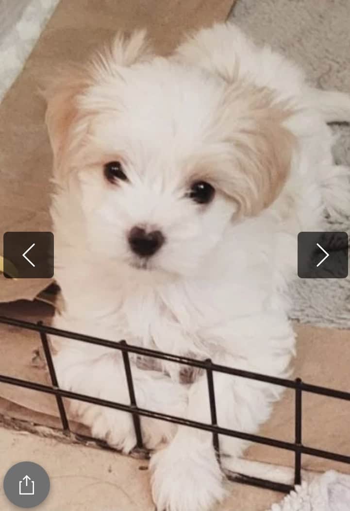 7weeks old maltese/maltipoo, Las Vegas image 5