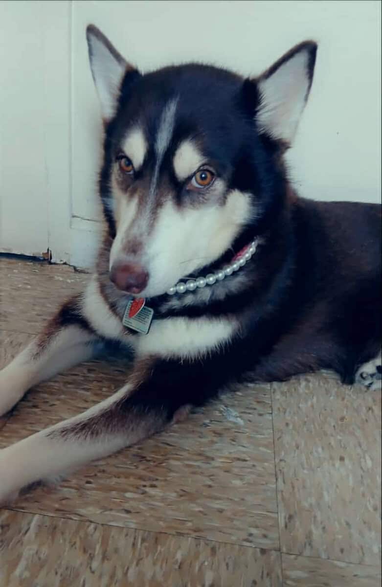 Female Siberian Husky, 3 years old. image 1