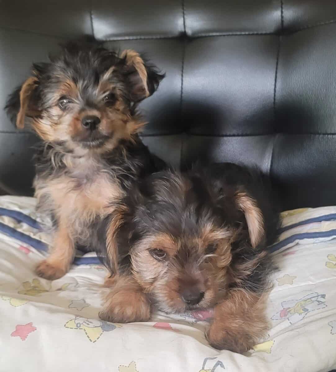 Yorkie Puppy image 3