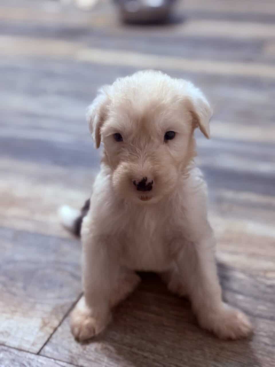 Old English sheepdog pups image 3