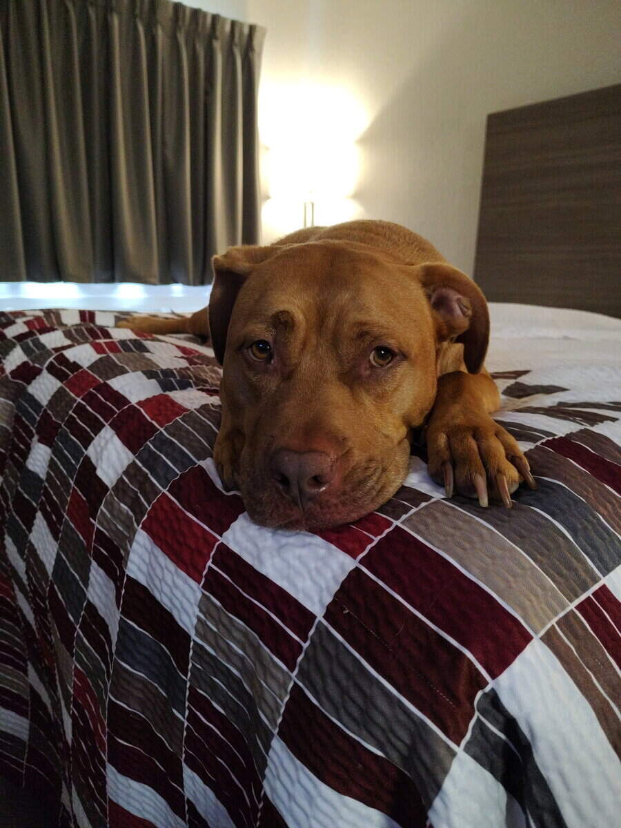 Kilo rehoming image 1