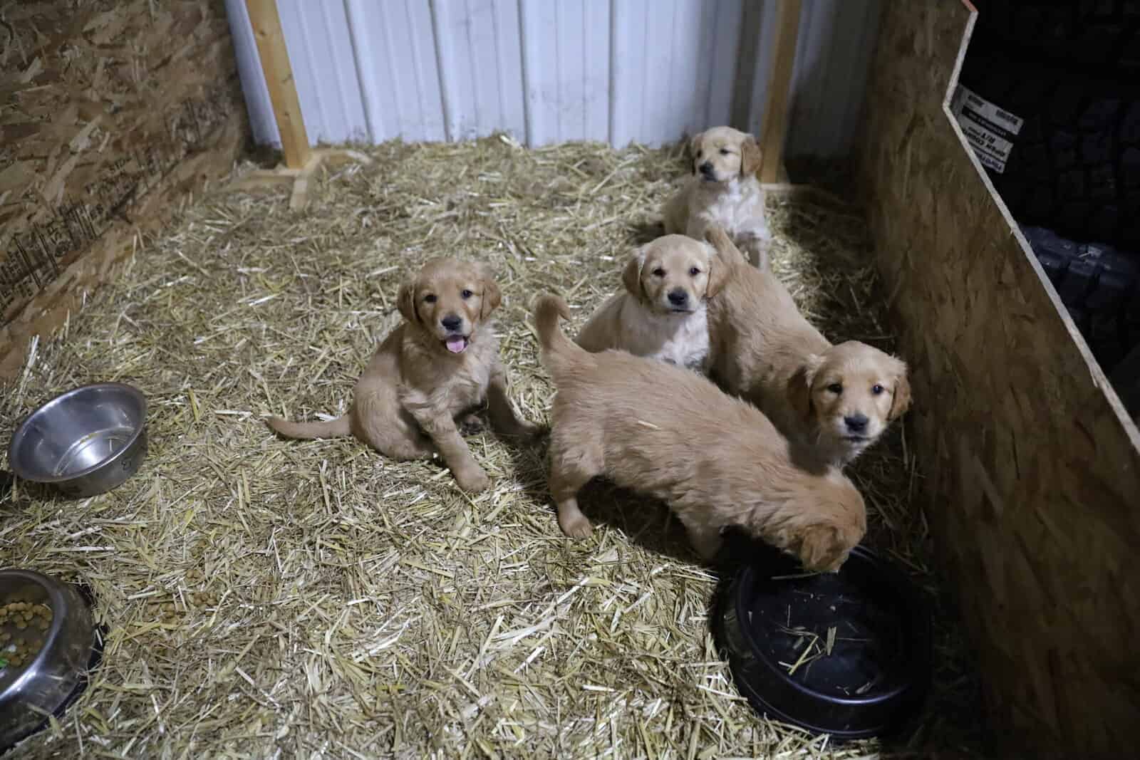 Golden Retriever Puppies, ACA Registered image 5