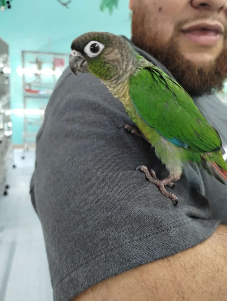 Green cheek conure image 3