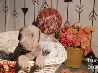 PUREBRED REGISTERED DOBERMAN PUPPY (BLUE COLLAR)