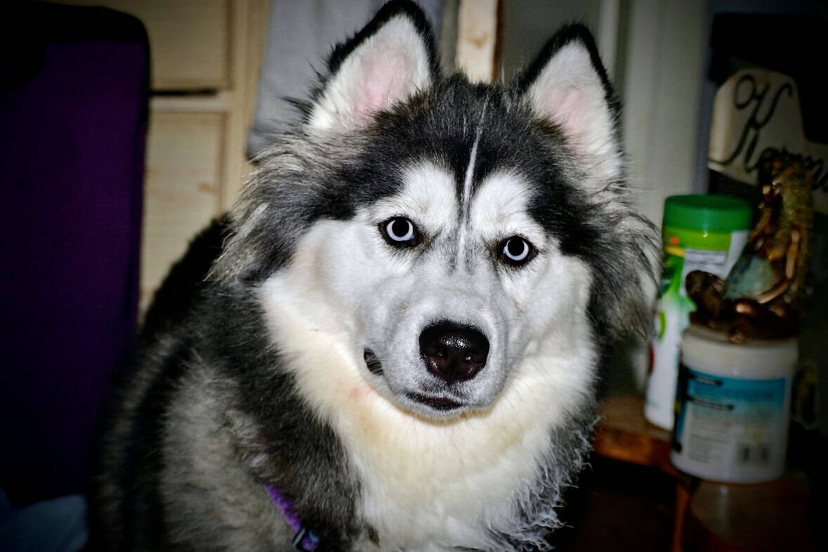 Siberian Husky image 1