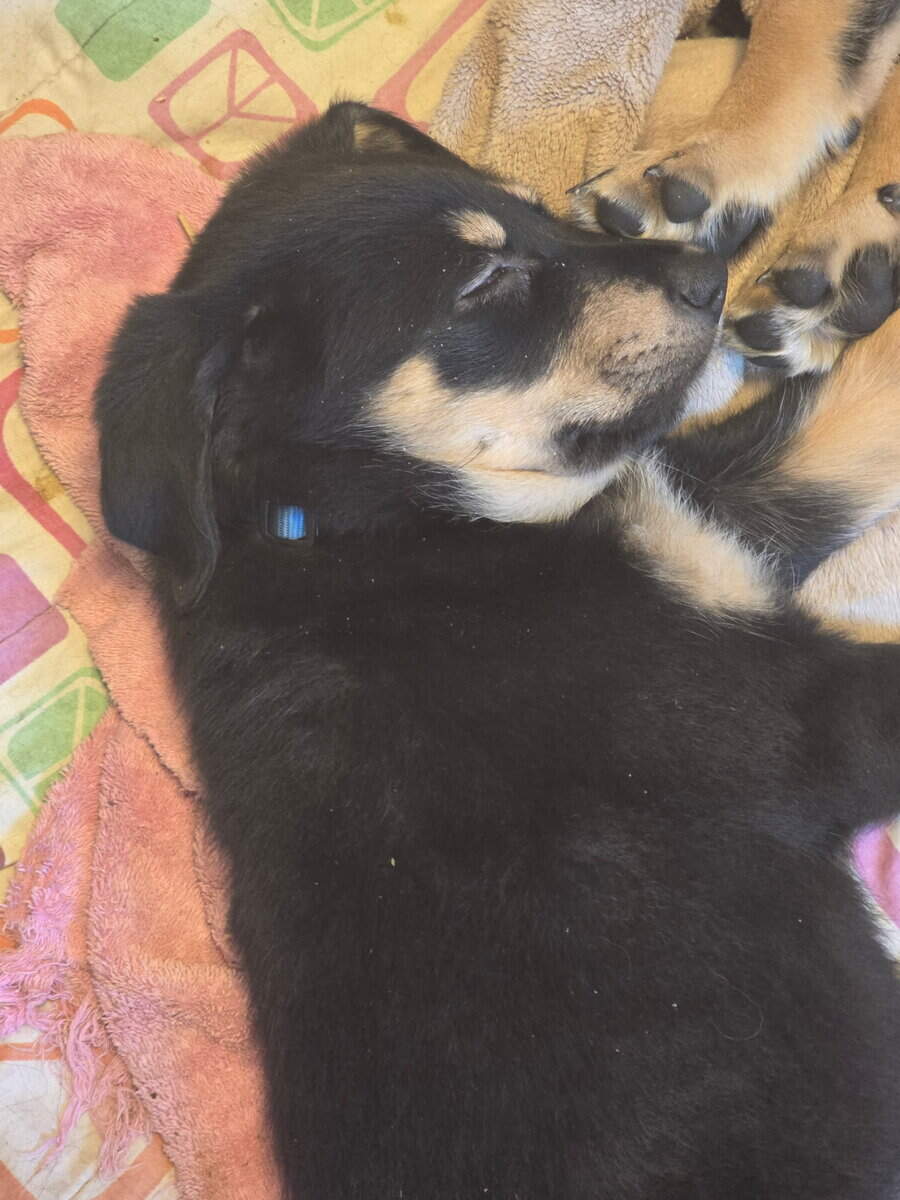 Berniedoodle mix puppies image 5
