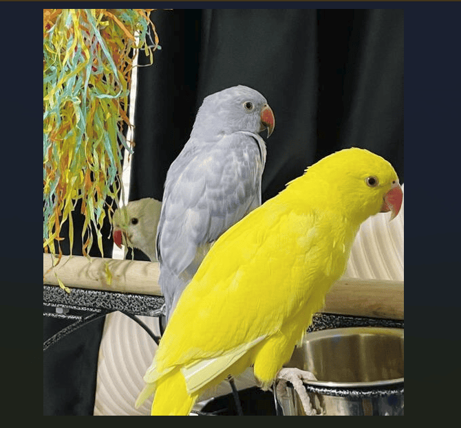 Indian Ringneck Parakeet image 10